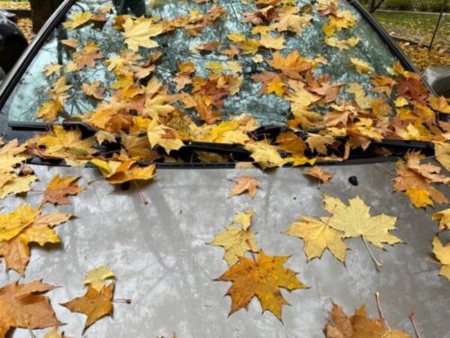 Stiklo įdaužos, akumuliatorių kaprizai ir lapų pinklės: kodėl ruduo – išbandymas automobiliams?