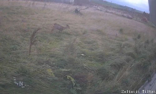 „Via Lietuva“: įsibėgėja pavasarinė gyvūnų migracija, kaip išvengti susidūrimų kelyje?